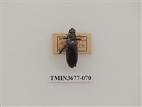 藏品(偽步行蟲)的圖片